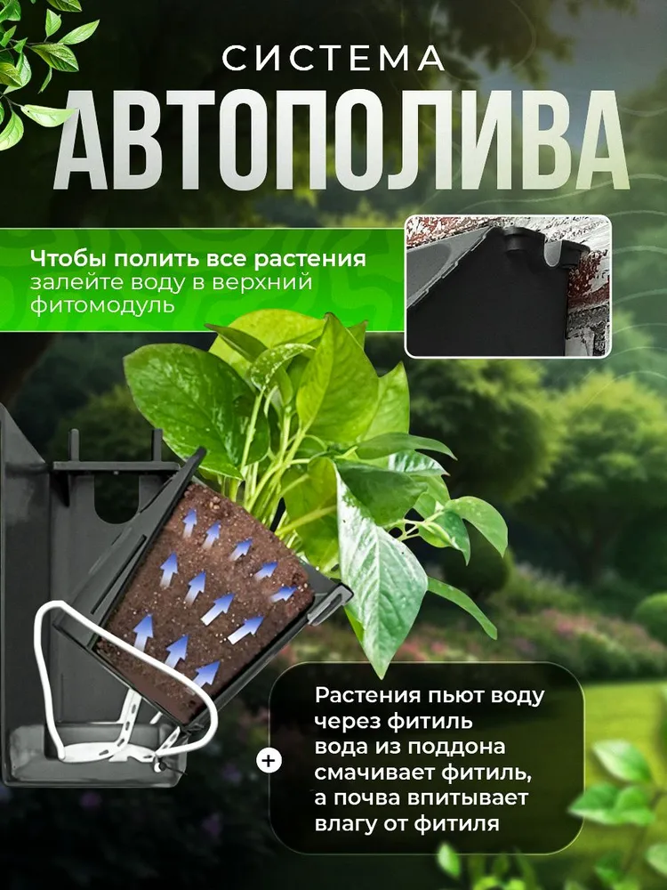 Самые неприхотливые комнатные растения
